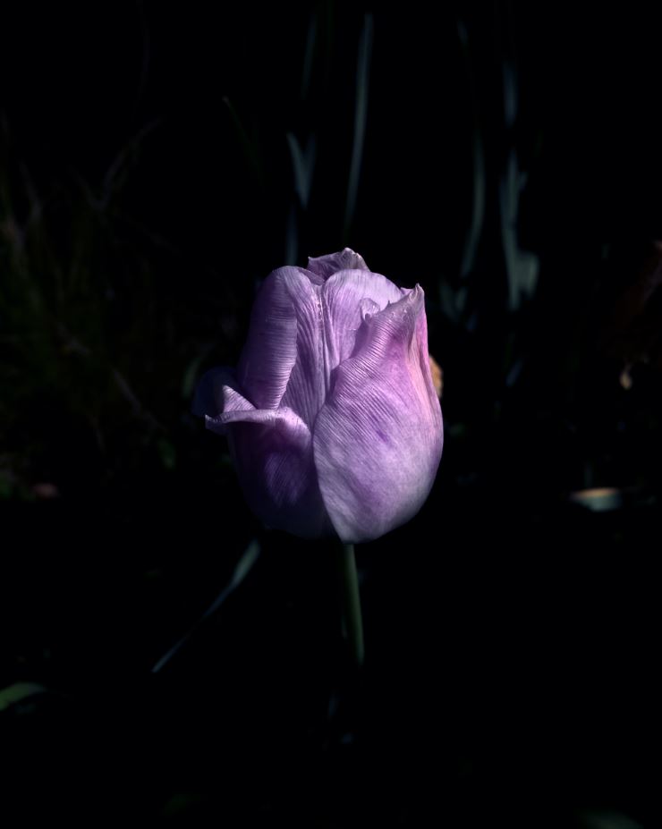 Yuri Catania. Moonlit Garden