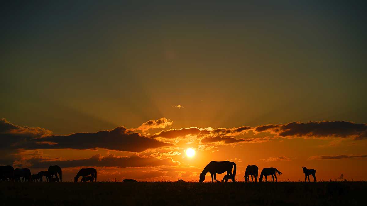 Maksat Shagyrbay. Steppe