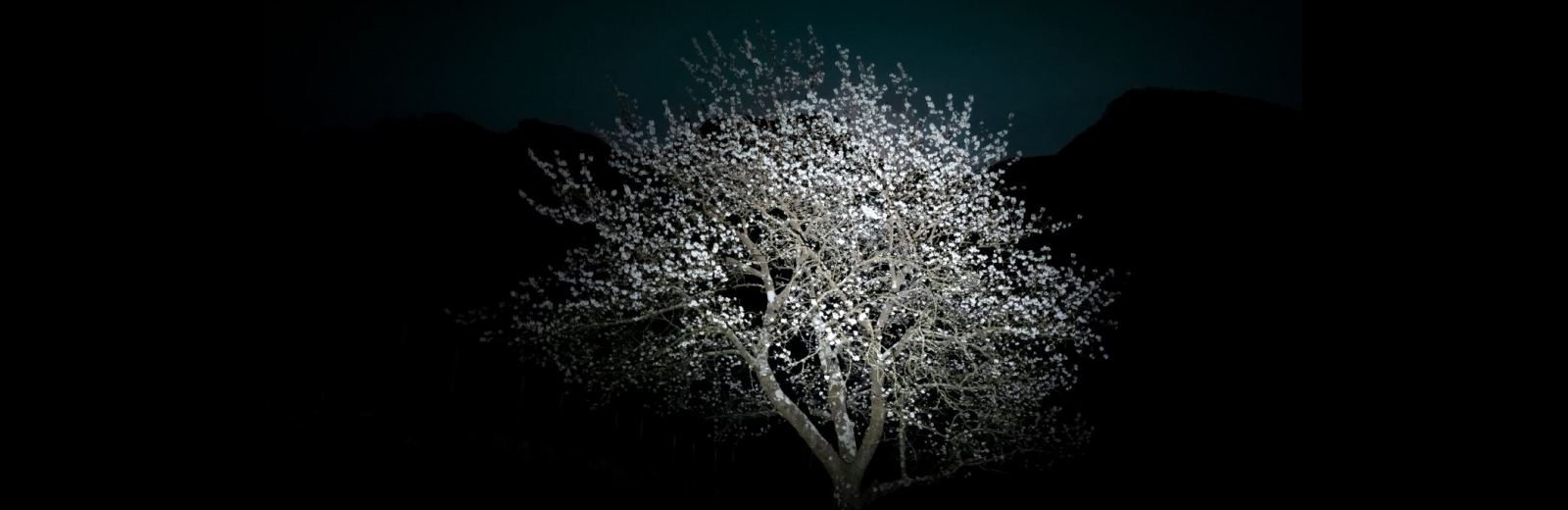 Yuri Catania. Moonlit Garden