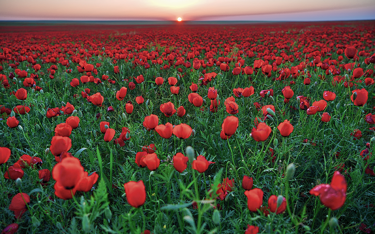 Maksat Shagyrbay. Steppe