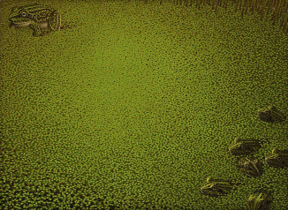 Duckweed