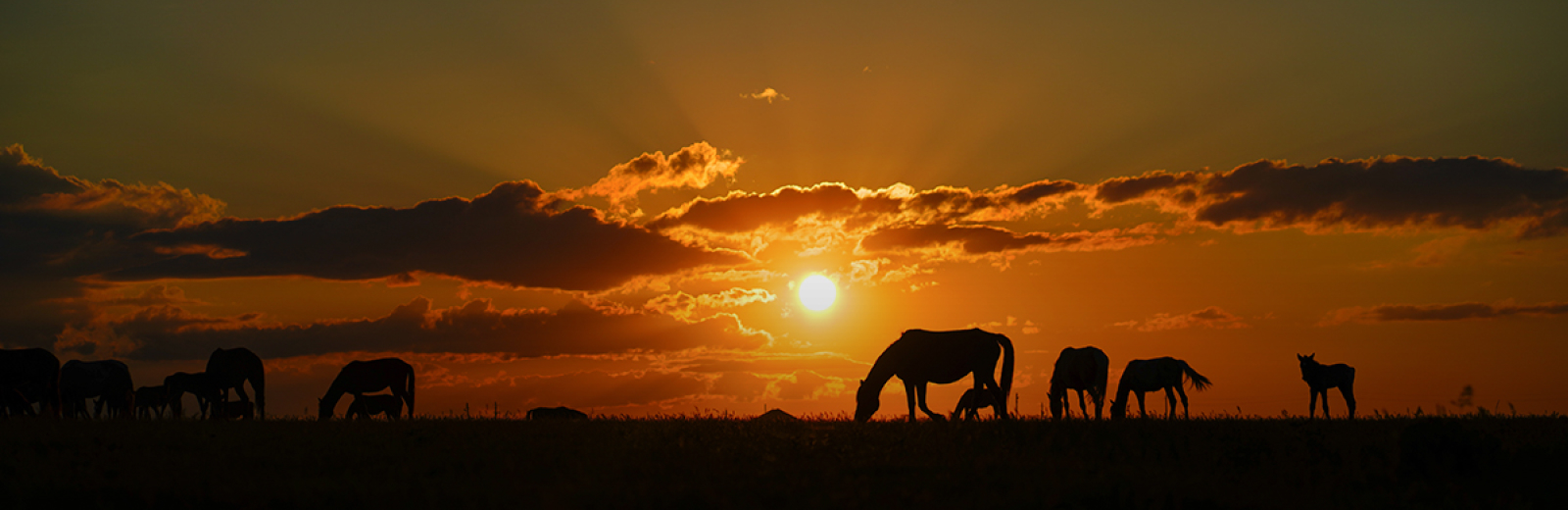 Maksat Shagyrbay. Steppe