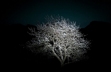 Yuri Catania. Moonlit Garden