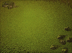 Duckweed